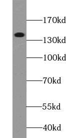 DENND3 Antibody - BSA Free
