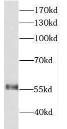 DDX19B Antibody - BSA Free