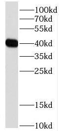 DDRGK1 Antibody - BSA Free