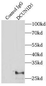 DCUN1D5 Antibody - BSA Free