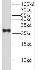 Dynactin 6 Antibody - BSA Free