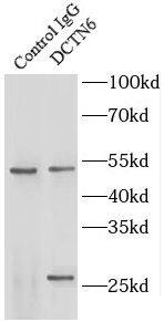 Dynactin 6 Antibody - BSA Free