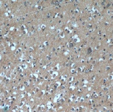 DAOA Antibody - BSA Free