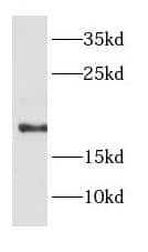 DAD1 Antibody - BSA Free