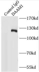 DAAM1 Antibody - BSA Free