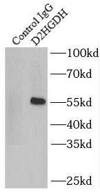 D2HGDH Antibody - BSA Free
