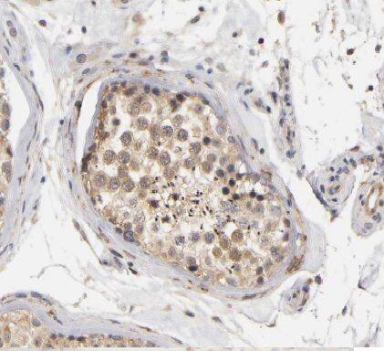 SPECC1L Antibody - BSA Free