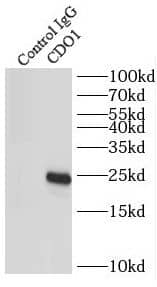 Cysteine Dioxygenase Type 1 Antibody - BSA Free