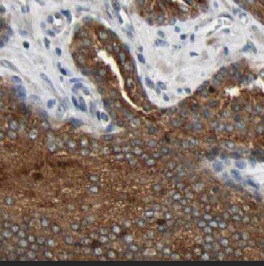 CYPIVF8 Antibody - BSA Free