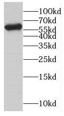 CYP4F3 Antibody - BSA Free