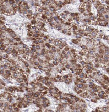 CYP20A1 Antibody - BSA Free