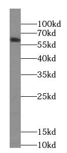 CCDC86 Antibody - BSA Free
