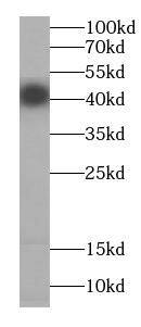Cyclin I Antibody - BSA Free