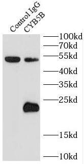 Cytochrome b5 Outer Mitochondrial Membrane Antibody - BSA Free