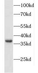CXXC5 Antibody - BSA Free