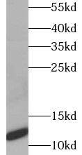 CT83 Antibody - BSA Free