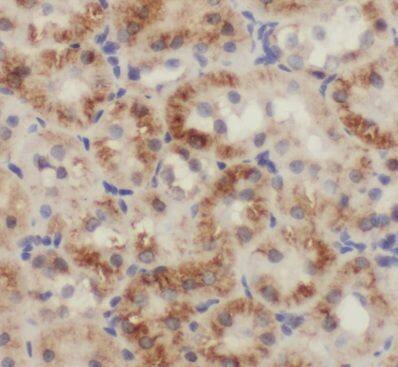 PBDC1 Antibody - BSA Free
