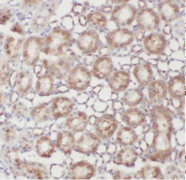 CWF19L2 Antibody - BSA Free