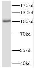 CWF19L2 Antibody - BSA Free