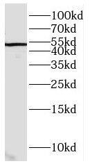 CCDC49 Antibody - BSA Free