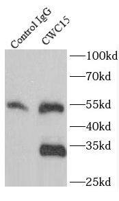 CWC15 Antibody - BSA Free