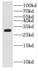 CWC15 Antibody - BSA Free