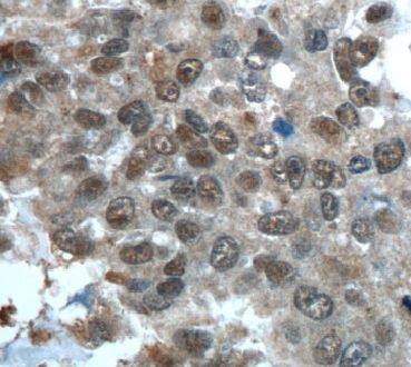 CWC15 Antibody - BSA Free