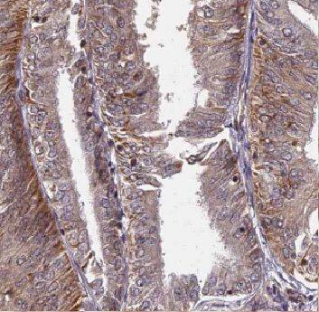 CUTC Antibody - BSA Free