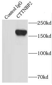CTTNBP2 Antibody - BSA Free