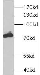 CSTF3 Antibody - BSA Free