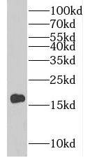 CST9L Antibody - BSA Free