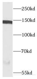 CSPP Antibody - BSA Free