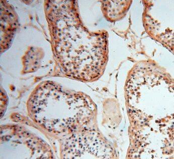 CSNK1A1L Antibody - BSA Free