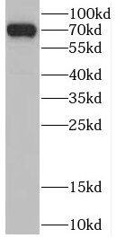 CSNK1A1L Antibody - BSA Free