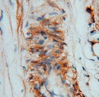 CSHL1 Antibody - BSA Free