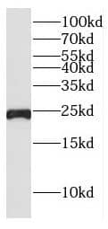 CSHL1 Antibody - BSA Free