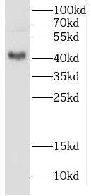 CRYZL1 Antibody - BSA Free