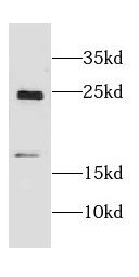 CRYGN Antibody - BSA Free