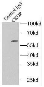 CROP Antibody - BSA Free