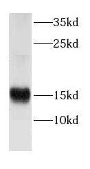 CRIPT Antibody - BSA Free