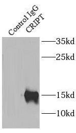 CRIPT Antibody - BSA Free