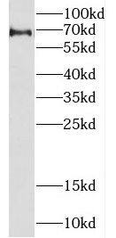 Zhangfei Antibody - BSA Free