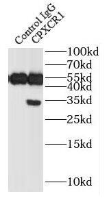 CPXCR1 Antibody - BSA Free