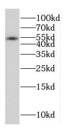 CPVL Antibody - BSA Free