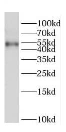 pre-mRNA cleavage factor I (59 kDa subunit) Antibody - BSA Free