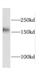 CPSF1 Antibody - BSA Free