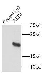 ARF4 Antibody - BSA Free