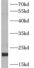 ARF4 Antibody - BSA Free