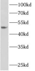 Apolipoprotein L4 Antibody - BSA Free