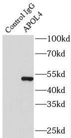 Apolipoprotein L4 Antibody - BSA Free